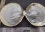 Silver-Plated Duo Footed Pearl Oyster - Pinctada Maxima - (1 Shell Duo Approx. 8-10 inches) Two footed shells decorated with silver plate. Retro Art Deco style. Copyright 2024 SeaShellSupply.com