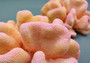 Pink Pacific Elkhorn FAUX Coral - Stylophora Pistillata) (1 Fake Coral approx. 6Wx3Dx6T inches) on light background. Copyright 2024 SeaShellSupply.com.