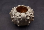 Silver-Plated Sputnik Urchin - Phyllacanthus imperialis - (1 Urchin approx. 2.5-3 inches) One silver plated urchin shell. Copyright 2024 SeaShellSupply.com