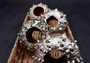 Silver-Plated Sputnik Urchin - Phyllacanthus imperialis - (1 Urchin approx. 2.5-3 inches) One silver plated urchin shell. Copyright 2024 SeaShellSupply.com