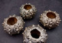 Silver-Plated Sputnik Urchin - Phyllacanthus imperialis - (1 Urchin approx. 2.5-3 inches) One silver plated urchin shell. Copyright 2024 SeaShellSupply.com