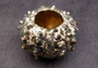 Silver-Plated Sputnik Urchin - Phyllacanthus imperialis - (1 Urchin approx. 2.5-3 inches) One silver plated urchin shell. Copyright 2024 SeaShellSupply.com