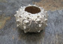 Silver-Plated Sputnik Urchin - Phyllacanthus imperialis - (1 Urchin approx. 2.5-3 inches) One silver plated urchin shell. Copyright 2024 SeaShellSupply.com