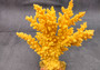 Yellow FAUX Branch Coral - Acropora Florida - (1 Fake Coral approx. 7Wx7Dx2T inches) Yellow fake coral on slate background. Copyright 2024 SeaShellSupply.com.