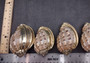 Silver-Plated Major Harp - Harpa Harpa - (1 Shell approx. 3+ inches) One silver plated harp shell. Copyright 2024 SeaShellSupply.com