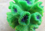 Green FAUX Sea Mat Button Polyps - Protopalythora Vestitus - (1 FAKE Coral approx. 2Wx3Dx2T inches) Copyright 2022 SeaShellSupply.com.