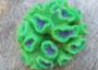 Green FAUX Sea Mat Button Polyps - Protopalythora Vestitus - (1 FAKE Coral approx. 2Wx3Dx2T inches) Copyright 2022 SeaShellSupply.com.
