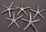 Silver Plated Real Linckia Starfish - (1 Seastar approx. 5+ inches) One silver plated star fish. Copyright 2024 SeaShellSupply.com