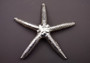 Silver Plated Real Linckia Starfish - (1 Seastar approx. 5+ inches) One silver plated star fish. Copyright 2024 SeaShellSupply.com