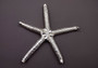 Silver Plated Real Linckia Starfish - (1 Seastar approx. 5+ inches) One silver plated star fish. Copyright 2024 SeaShellSupply.com