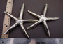 Silver Plated Real Linckia Starfish - (1 Seastar approx. 5+ inches) One silver plated star fish. Copyright 2024 SeaShellSupply.com