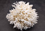 Birdsnest Coral Cluster - Seriatopora Hystrix - (1 coral cluster approx. 5-7 inches). One white branched textured coral set. Copyright 2024 SeaShellSupply.com.
