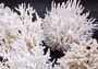 Birdsnest Coral Cluster - Seriatopora Hystrix - (1 coral cluster approx. 5-7 inches). One white branched textured coral set. Copyright 2024 SeaShellSupply.com.