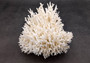 Birdsnest Coral Cluster - Seriatopora Hystrix - (1 coral cluster approx. 5-7 inches). One white branched textured coral set. Copyright 2024 SeaShellSupply.com.