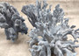 Blue Coral Cluster - Heliopora Coerula - (1 coral cluster 7-9 inches). Ash Blue with texture and a wide strong base. Copyright 2023 SeaShellSupply.com\n\n