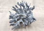 Blue Coral Cluster - Heliopora Coerula - (1 coral cluster 7-9 inches). Ash Blue with texture and a wide strong base. Copyright 2023 SeaShellSupply.com\n\n