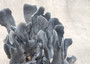 Blue Ridge Coral Cluster Heliopora Coerulea (1 coral approx. 6.5-7.5+ inches) Unique Blue Coral Cluster coastal home accent or display!
