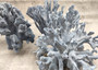 Natural Blue Ridge Coral Cluster (1 coral approx. 6.5-7.5+ inches) Real Blue Heliopora Coerulea Coral for coastal home accent or display!