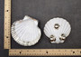 Silver-Plated Footed Scallop Shell Dish - Pilsbryochonchaetilis - (1 shell approx. 7 inches) One silver plated  CIRCLE PATTERN scallop shell dish with silver feet. Copyright 2024 SeaShellSupply.com