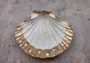 Silver-Plated Footed Scallop Shell Dish - Pilsbryochonchaetilis - (1 shell approx. 7 inches) One silver plated scallop shell dish with silver feet. Copyright 2024 SeaShellSupply.com