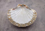 Silver-Plated Footed Scallop Shell Dish - Pilsbryochonchaetilis - (1 shell approx. 7 inches) One silver plated scallop shell dish with silver feet. Copyright 2024 SeaShellSupply.com