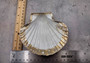 Silver-Plated Footed Scallop Shell Dish - Pilsbryochonchaetilis - (1 shell approx. 7 inches) One silver plated scallop shell dish with silver feet. Copyright 2024 SeaShellSupply.com