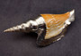 Silver-Plated Lister\'s Conch - Strombis Listeri - (1 Shell approx. 3-5 inches) One orange and white pointed, spiral, silver plated shell. Copyright 2022 SeaShellSupply.com.