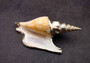 Silver-Plated Lister\'s Conch - Strombis Listeri - (1 Shell approx. 3-5 inches) One orange and white pointed, spiral, silver plated shell. Copyright 2022 SeaShellSupply.com.