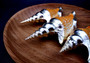 Silver-Plated Lister's Conch - Strombis Listeri - (1 Shell approx. 3-5 inches) One orange and white pointed, spiral, silver plated shell. Copyright 2022 SeaShellSupply.com.
