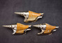 Silver-Plated Lister's Conch - Strombis Listeri - (1 Shell approx. 3-5 inches) One orange and white pointed, spiral, silver plated shell. Copyright 2022 SeaShellSupply.com.