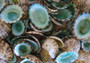 Green Limpet Seashells - Sutorria Mesoleuca - (approx. 20+ shells .5-1 inch)\nPile of small brown shell halves with greenish white interior.\nCopyright 2022 SeaShellSupply.com