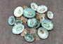 Green Limpet Seashells - Sutorria Mesoleuca - (approx. 20+ shells .5-1 inch)\nPile of small brown shell halves with greenish white interior.\nCopyright 2022 SeaShellSupply.com