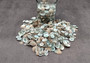 Green Limpet Seashells - Sutorria Mesoleuca - (approx. 20+ shells .5-1 inch)\nPile of small brown shell halves with greenish white interior.\nCopyright 2022 SeaShellSupply.com