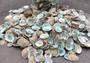 Green Limpet Seashells - Sutorria Mesoleuca - (approx. 20+ shells .5-1 inch)\nPile of small brown shell halves with greenish white interior.\nCopyright 2022 SeaShellSupply.com
