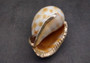 Silver-Plated Banded Bonnet Shell - Phalium Bandatum - (1 Shell approx. 3-4 inches) One orange and white pointed, silver detailed shell. Copyright 2022 SeaShellSupply.com.