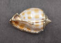 Silver-Plated Banded Bonnet Shell - Phalium Bandatum - (1 Shell approx. 3-4 inches) One orange and white pointed, silver detailed shell. Copyright 2022 SeaShellSupply.com.