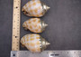 Silver-Plated Banded Bonnet Shell - Phalium Bandatum - (1 Shell approx. 3-4 inches) One orange and white pointed, silver detailed shell. Copyright 2022 SeaShellSupply.com.