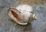 Silver-Plated Banded Bonnet Shell - Phalium Bandatum - (1 Shell approx. 3-4 inches) One orange and white pointed, silver detailed shell. Copyright 2022 SeaShellSupply.com.