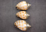 Silver-Plated Banded Bonnet Shell - Phalium Bandatum - (1 Shell approx. 3-4 inches) One orange and white pointed, silver detailed shell. Copyright 2022 SeaShellSupply.com.