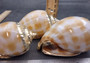 Silver-Plated Banded Bonnet Shell - Phalium Bandatum - (1 Shell approx. 3-4 inches) One orange and white pointed, silver detailed shell. Copyright 2022 SeaShellSupply.com.