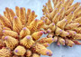 Rose/Pink Large FAUX Finger Staghorn Coral - Acropora Humilis - (1 FAKE Coral approx. 9Wx5xT7.5D inches) on light background. Copyright 2024 SeaShellSupply.com.