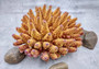 Rose/Pink Large FAUX Finger Staghorn Coral - Acropora Humilis - (1 FAKE Coral approx. 9Wx5xT7.5D inches) on light background. Copyright 2024 SeaShellSupply.com.