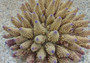 Rose/Pink Large FAUX Finger Staghorn Coral - Acropora Humilis - (1 FAKE Coral approx. 9Wx5xT7.5D inches) on light background. Copyright 2022 SeaShellSupply.com.