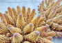 Rose/Pink Large FAUX Finger Staghorn Coral - Acropora Humilis - (1 FAKE Coral approx. 9Wx5xT7.5D inches) on light background. Copyright 2024 SeaShellSupply.com.