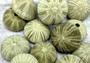 Green Sea Urchins - Salmacis Sphaeroides - (3 urchins approx. 2 inches) Three textured olive green Sea Urchins. Copyright 2022 SeaShellSupply.com