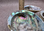 Paua Abalone Seashell Dish with Stand (1 shell approx. 5-5.5+ inches) Copyright 2024 SeashellSupply.com