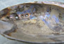 Paua Abalone Seashell Dish with Stand (1 shell approx. 5-5.5+ inches) Perfect natural shell for any collection!