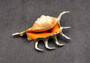 Silver-Plated Oranger Spider Seashell - Lambis Crotata - (1 Shell approx. 4+ inches) One orange and white spider conch with silver plated decoration. Copyright 2024 SeaShellSupply.com