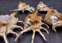 Silver-Plated Oranger Spider Seashell - Lambis Crotata - (1 Shell approx. 4+ inches) One orange and white spider conch with silver plated decoration. Copyright 2024 SeaShellSupply.com