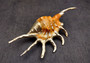 Silver-Plated Oranger Spider Seashell - Lambis Crotata - (1 Shell approx. 4+ inches) One orange and white spider conch with silver plated decoration. Copyright 2024 SeaShellSupply.com